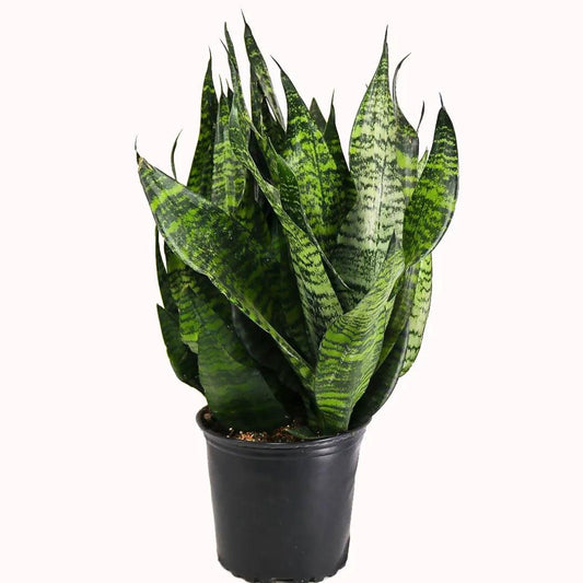 Dracaena Trifasciata ‘Robusta’ (Robusta Snake Plant)