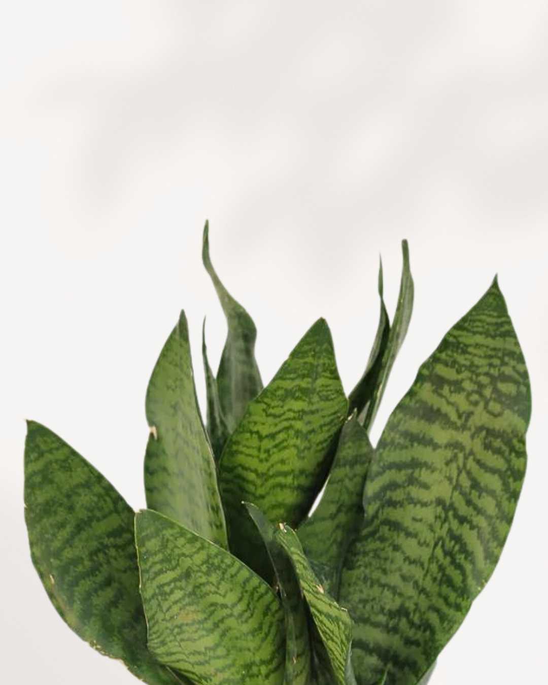 Dracaena Trifasciata ‘Robusta’ (Robusta Snake Plant)