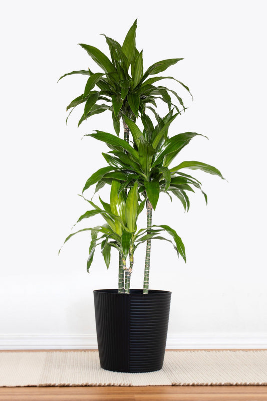 Dracaena deremensis ‘Janet Craig’ (Multi-Planted)