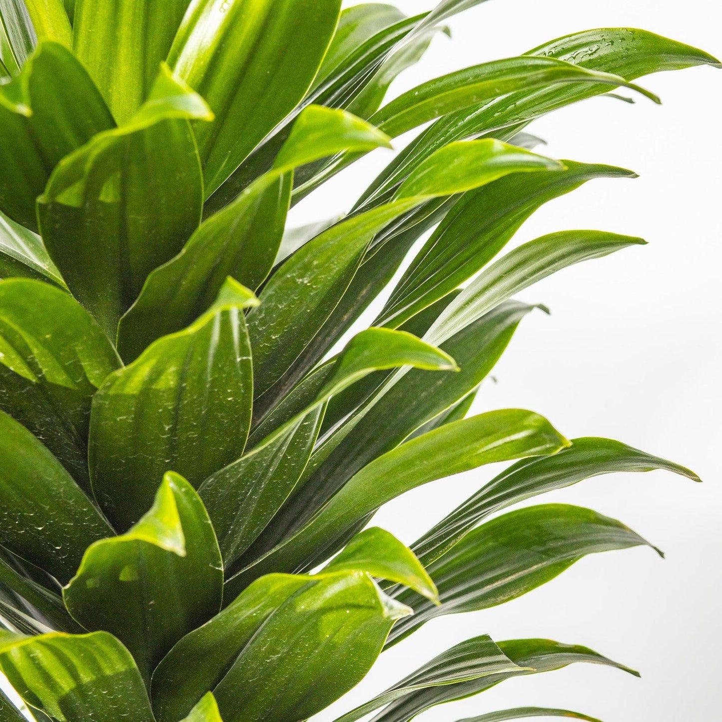 Dracaena deremensis ‘Janet Craig’ (Multi-Planted)