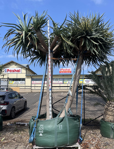 Dracaena Draco (Dragon Tree)