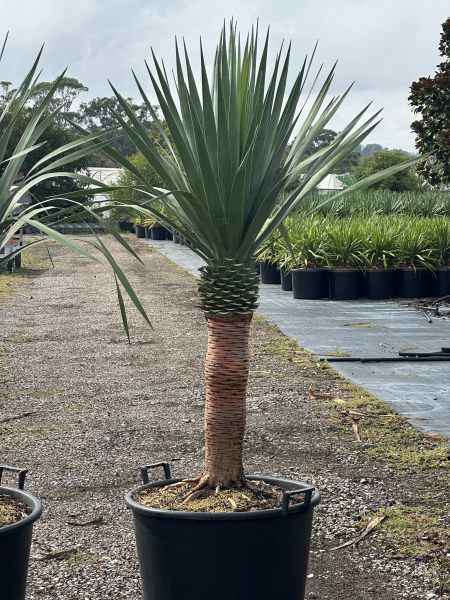 Dracaena Draco (Dragon Tree)
