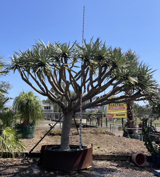Dracaena Draco (Dragon Tree)