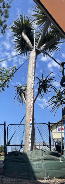 Dracaena Draco (Dragon Tree)