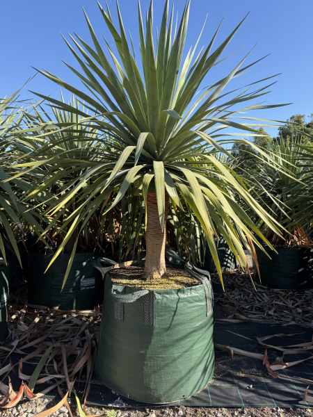 Dracaena Draco (Dragon Tree)