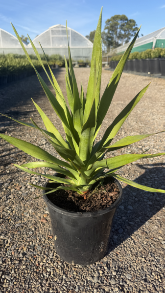 Dracaena Draco (Dragon Tree)