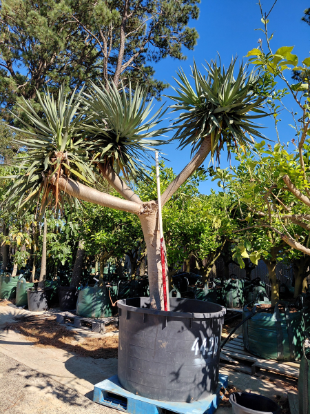 Dracaena Draco (Dragon Tree)