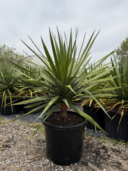 Dracaena Draco (Dragon Tree)