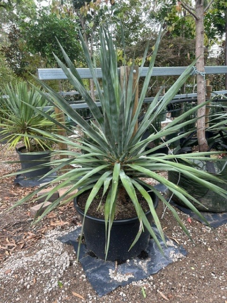 Dracaena Draco (Dragon Tree)