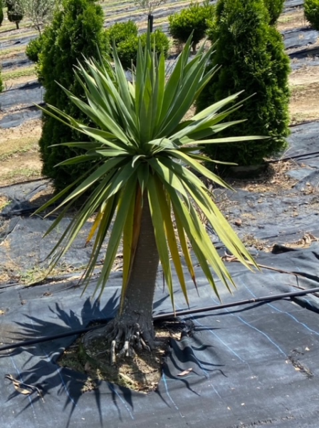 Dracaena Draco (Multi-Head Dragon Tree)