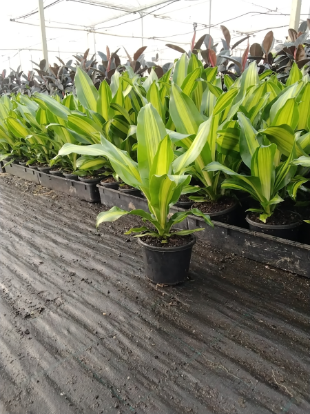 Golden Heart Corn Plant – Variegated Tropical Foliage