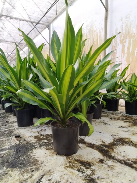 Golden Heart Corn Plant – Variegated Tropical Foliage
