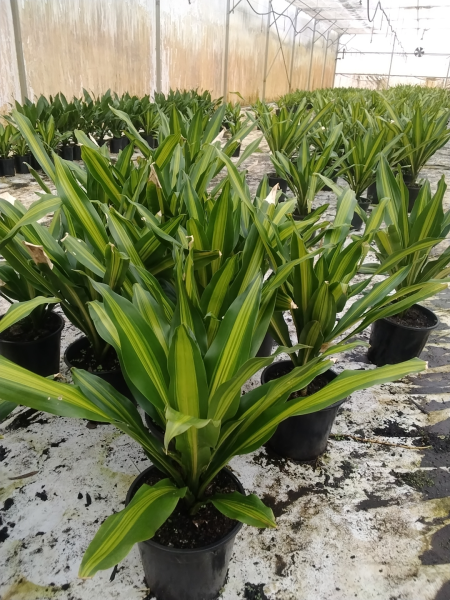 Dracaena fragrans 'Golden Heart' (Golden Heart Corn Plant)