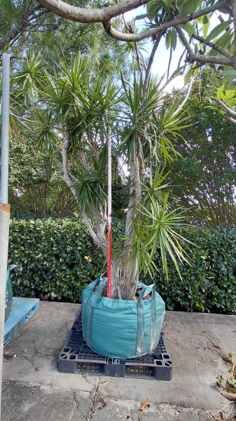 Dracaena Marginata (Madagascar Dragon Tree)