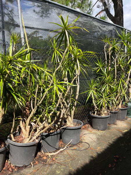 Dracaena Marginata (Madagascar Dragon Tree) — Multi-Planted