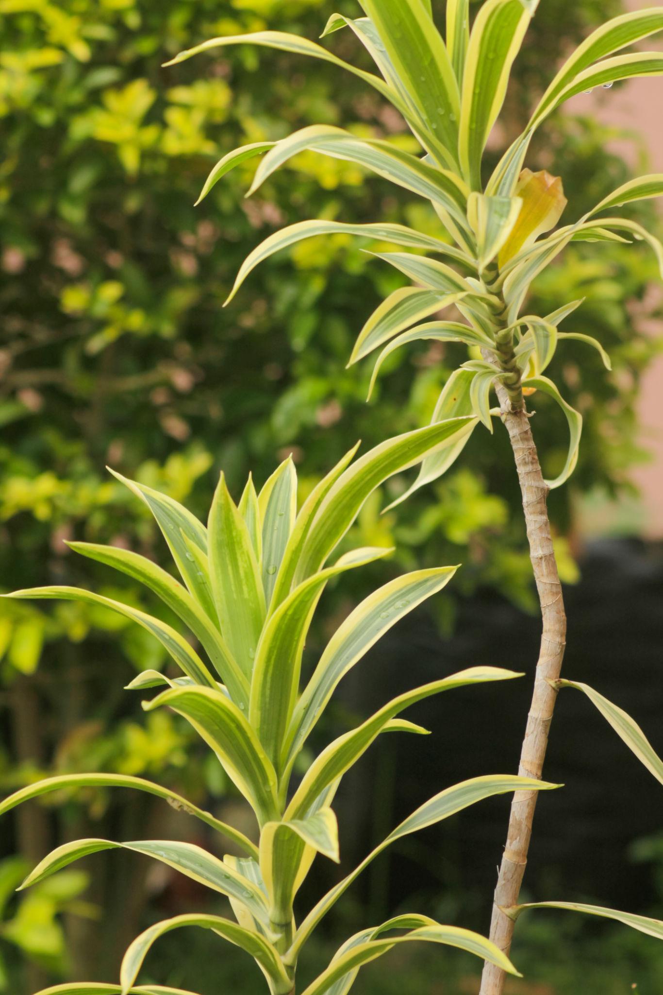 Dracaena reflexa 'Malay Stripe' (Malay Stripe / Song of India)