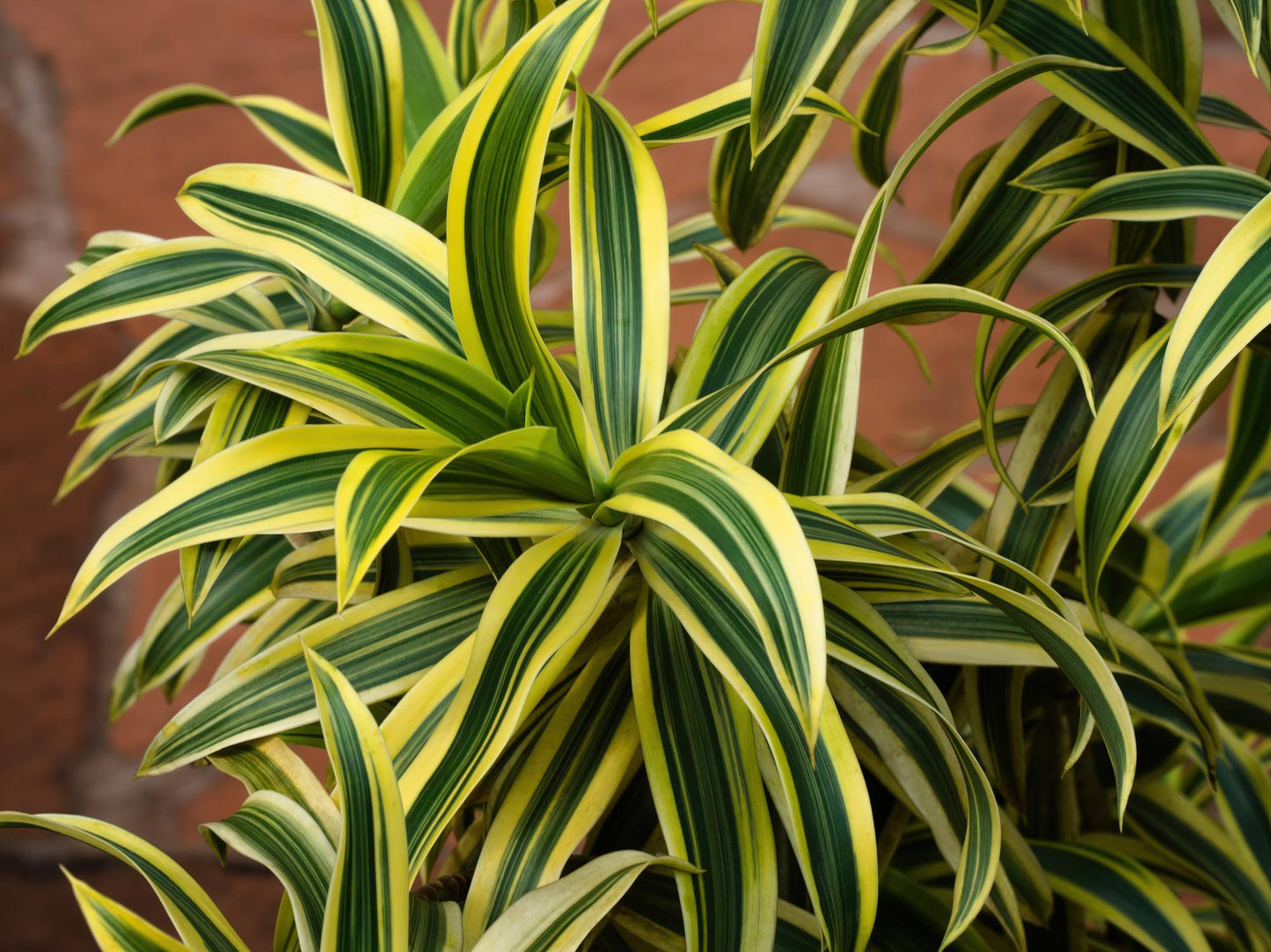 Dracaena reflexa 'Malay Stripe' (Malay Stripe / Song of India)