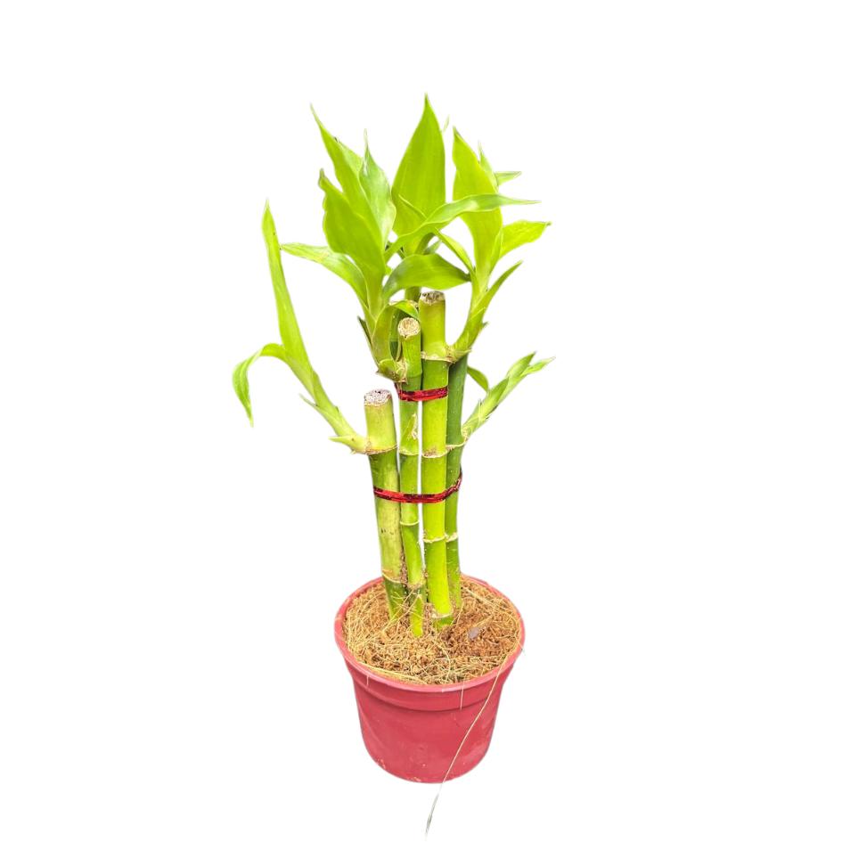 Dracaena sanderiana (Lucky Bamboo / Dracaena)