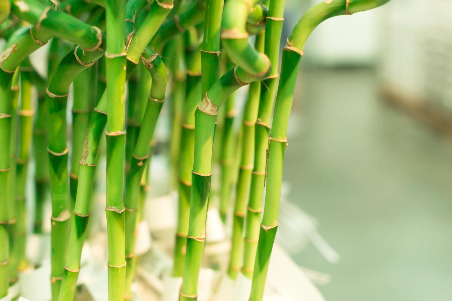 Dracaena sanderiana (Lucky Bamboo / Dracaena)