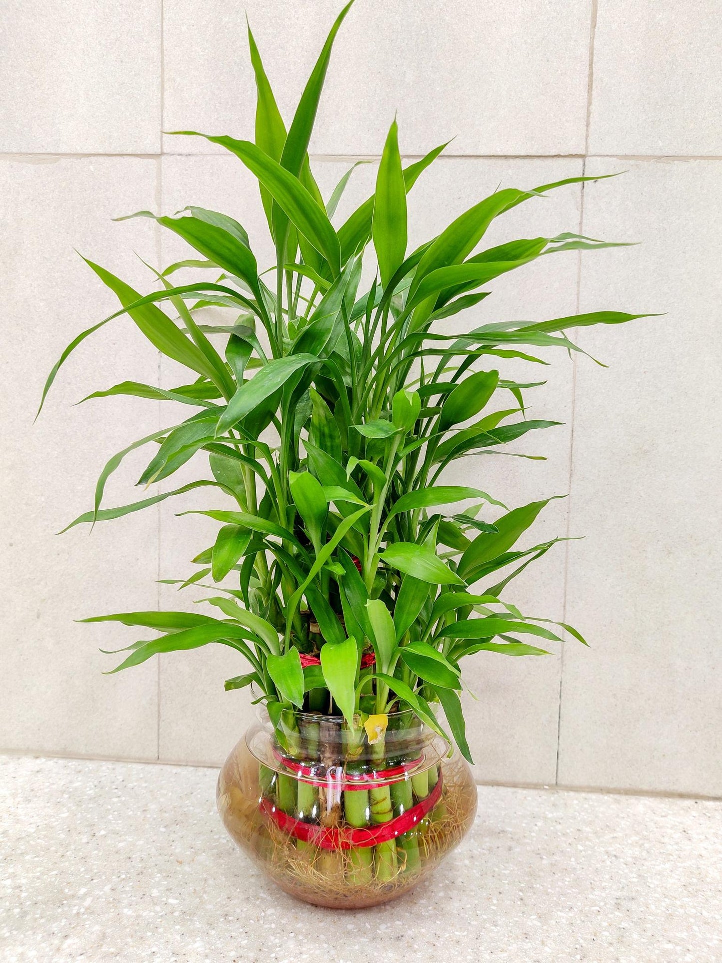 Dracaena sanderiana (Lucky Bamboo / Dracaena)
