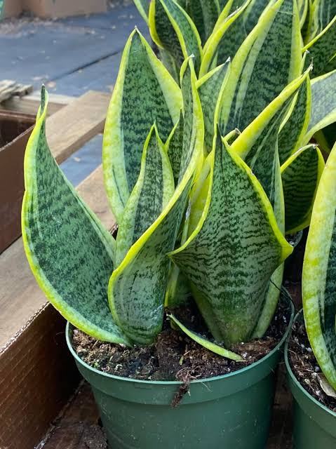 Dracaena Trifasciata ‘Superba’ (Superba Snake Plant)