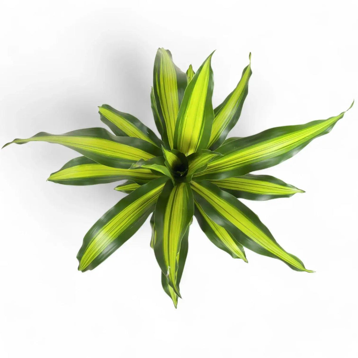 Dracaena Fragrans ‘Burley’ (Burley Dracaena)