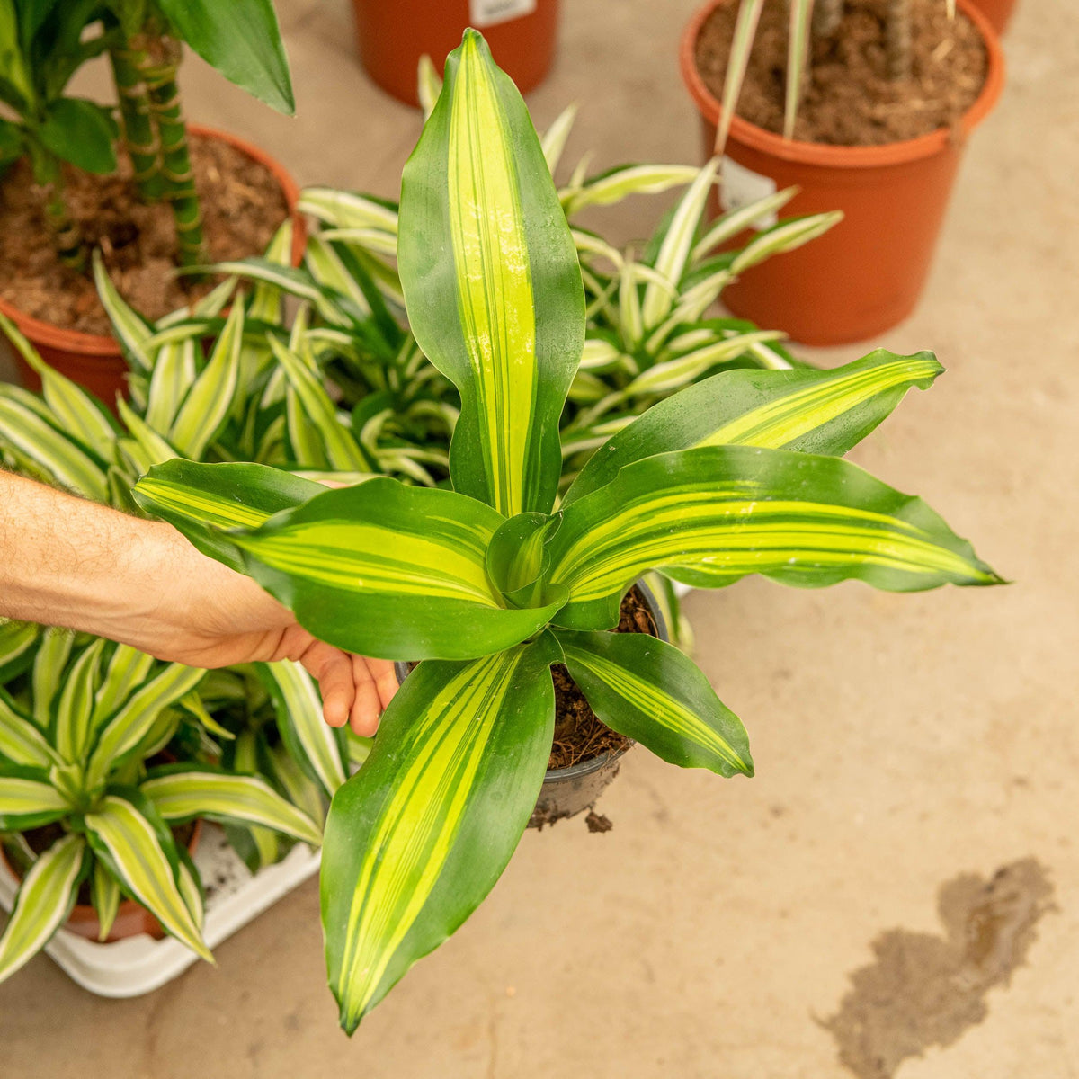 Dracaena Fragrans ‘Burley’ (Burley Dracaena)