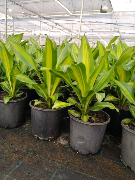 Dracaena fragrans 'Golden Heart' (Golden Heart Corn Plant)