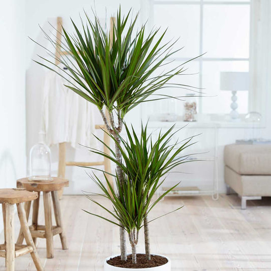 Dracaena Marginata (Madagascar Dragon Tree) — Multi-Planted