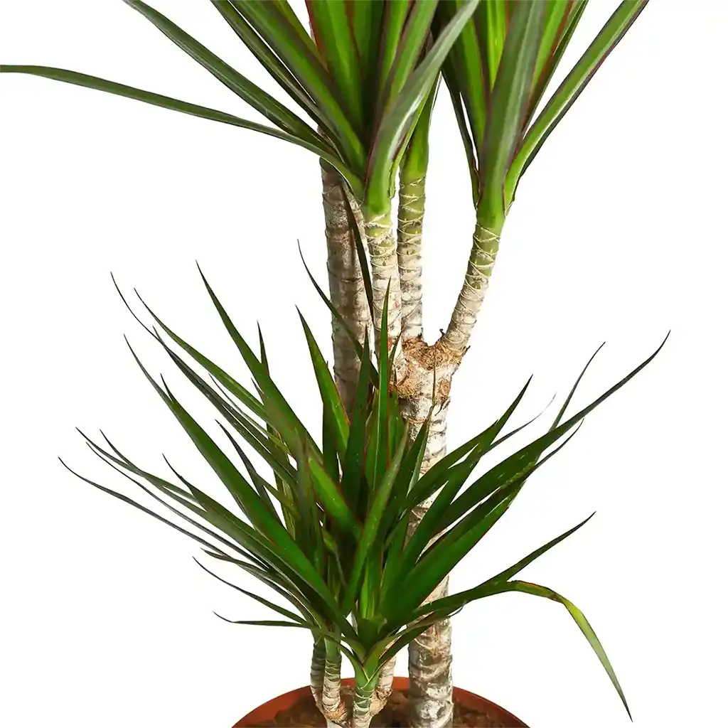 Dracaena Marginata (Madagascar Dragon Tree) — Multi-Planted