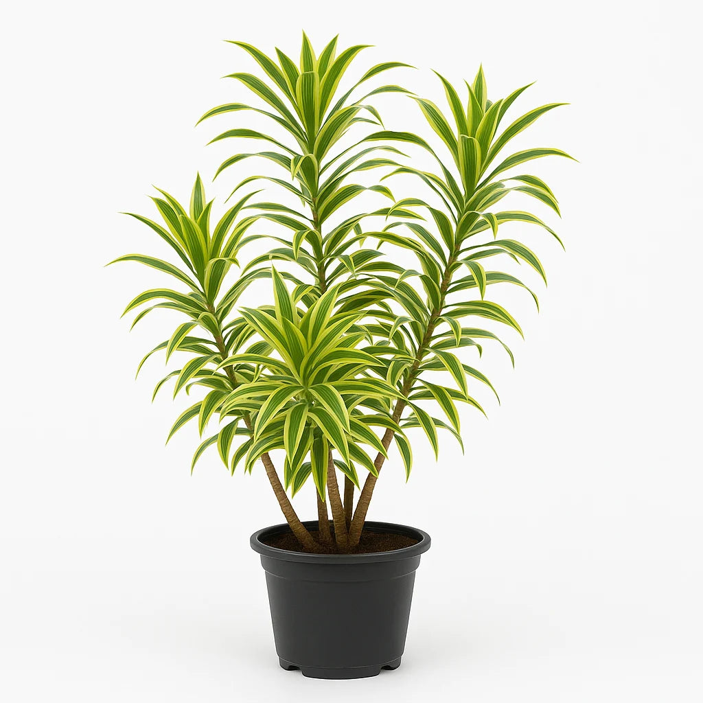Dracaena Reflexa 'Song of India' (Song of India / Dracaena)