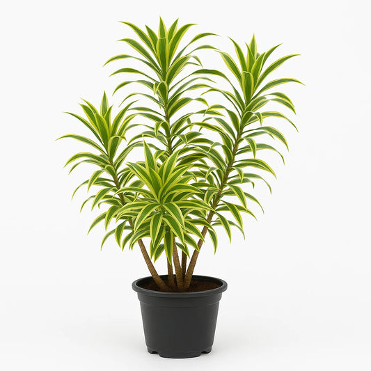 Dracaena Reflexa 'Song of India' (Song of India / Dracaena)