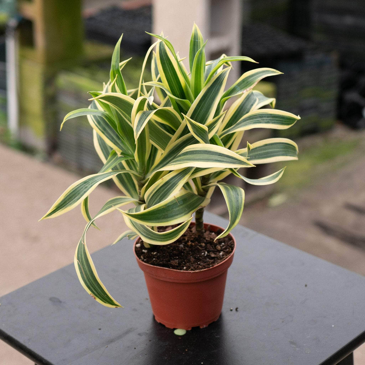 Dracaena Reflexa 'Song of India' (Song of India / Dracaena)