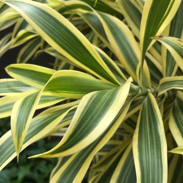 Dracaena Reflexa 'Song of India' (Song of India / Dracaena)