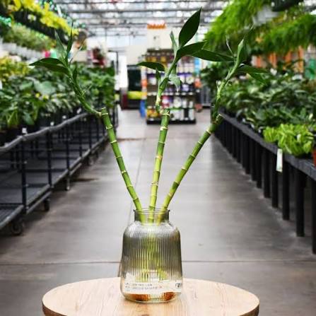 Dracaena sanderiana (Lucky Bamboo / Dracaena)
