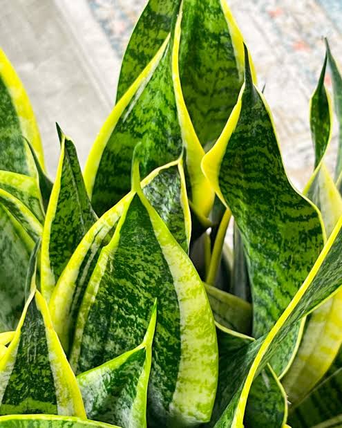 Dracaena Trifasciata ‘Superba’ (Superba Snake Plant)