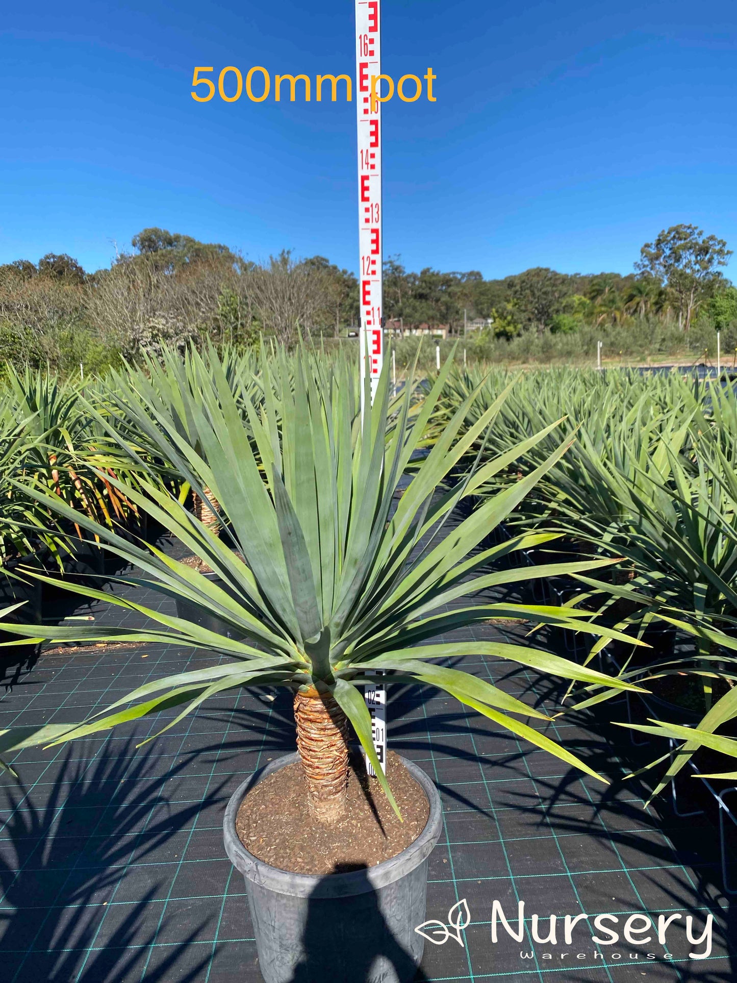 Dracaena Draco (Dragon Tree)