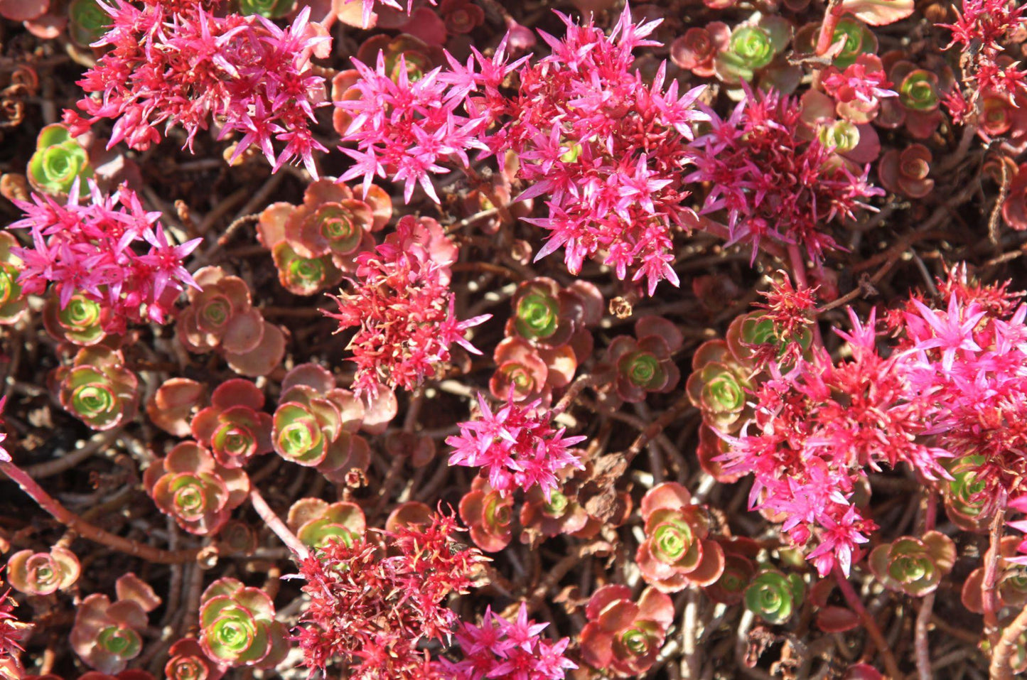 Sedum Spurium ‘Dragon’s Blood’ (Dragon’s Blood Stonecrop)