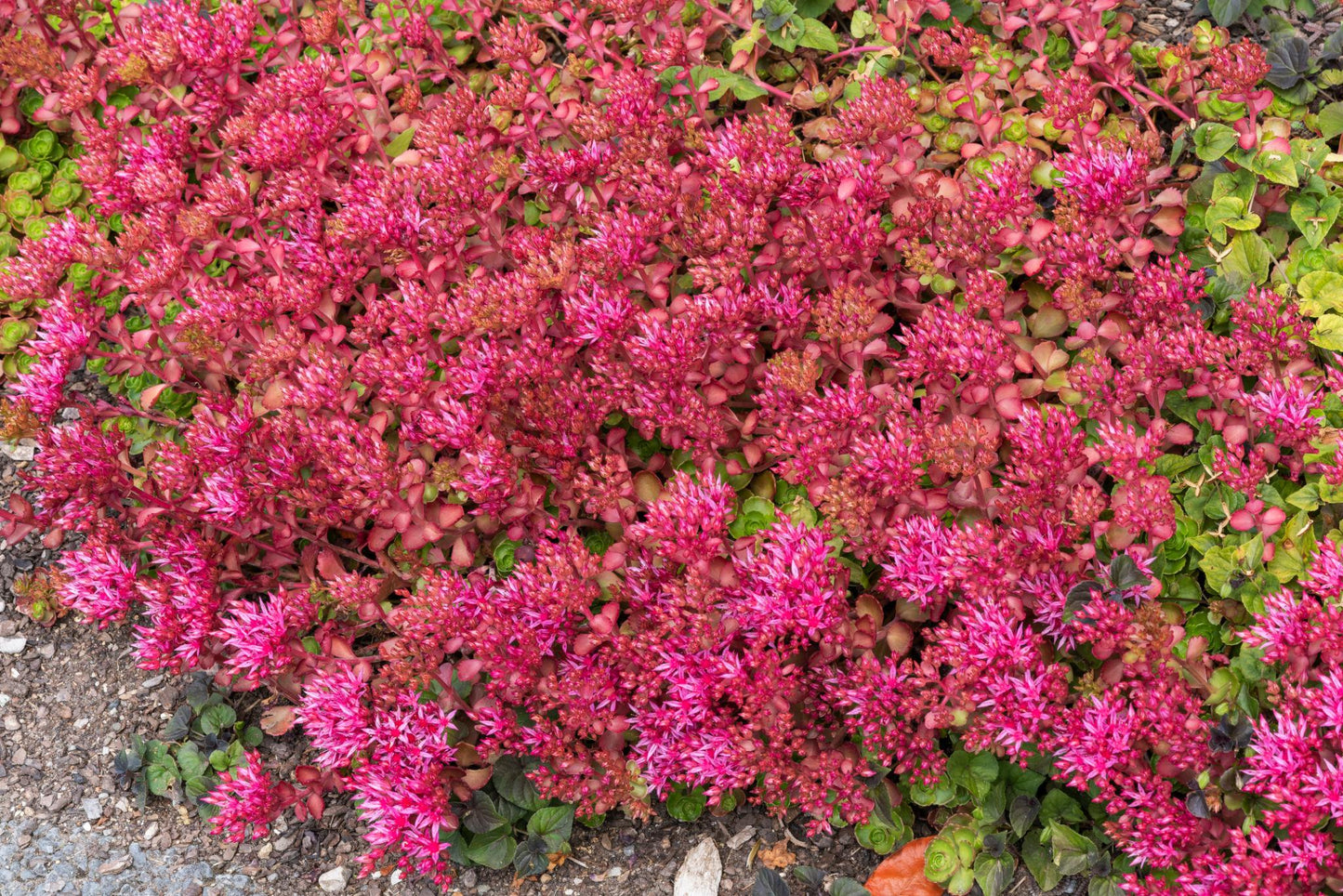Sedum Spurium ‘Dragon’s Blood’ (Dragon’s Blood Stonecrop)