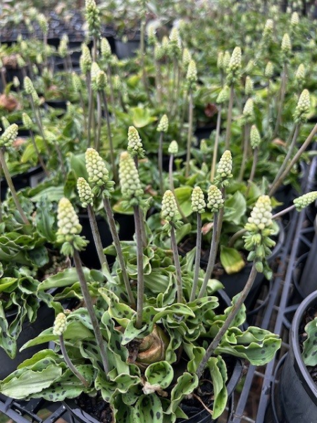 Drimiopsis Indica (Ledebouria Maculata)