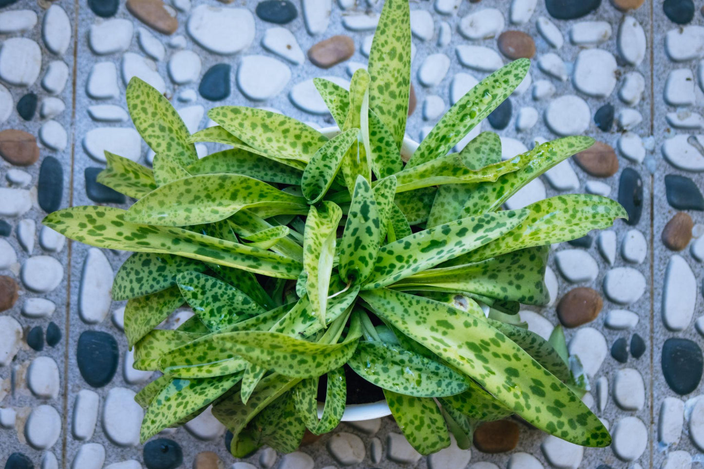 Drimiopsis Indica (Ledebouria Maculata)