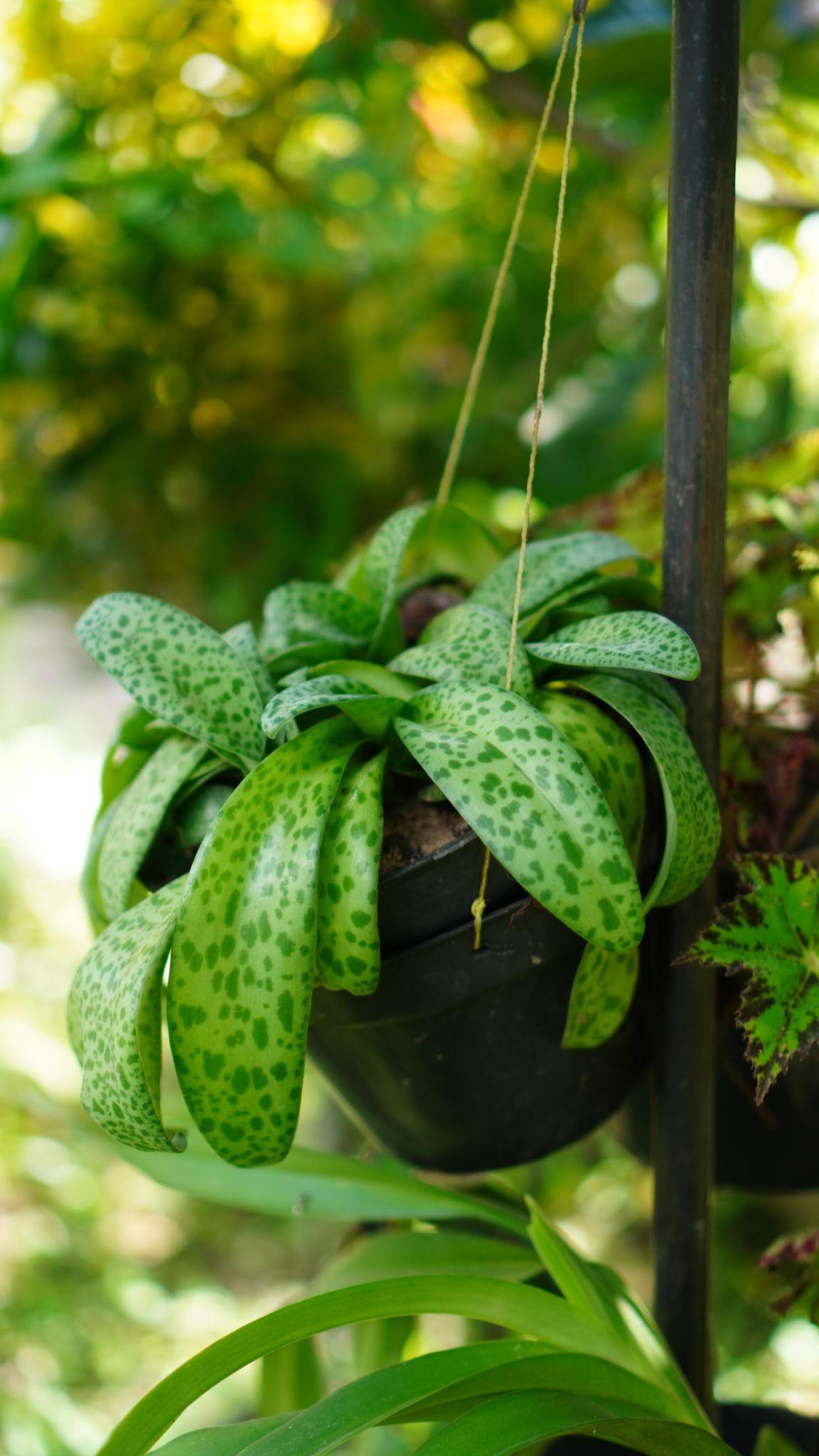 Drimiopsis Indica (Ledebouria Maculata)
