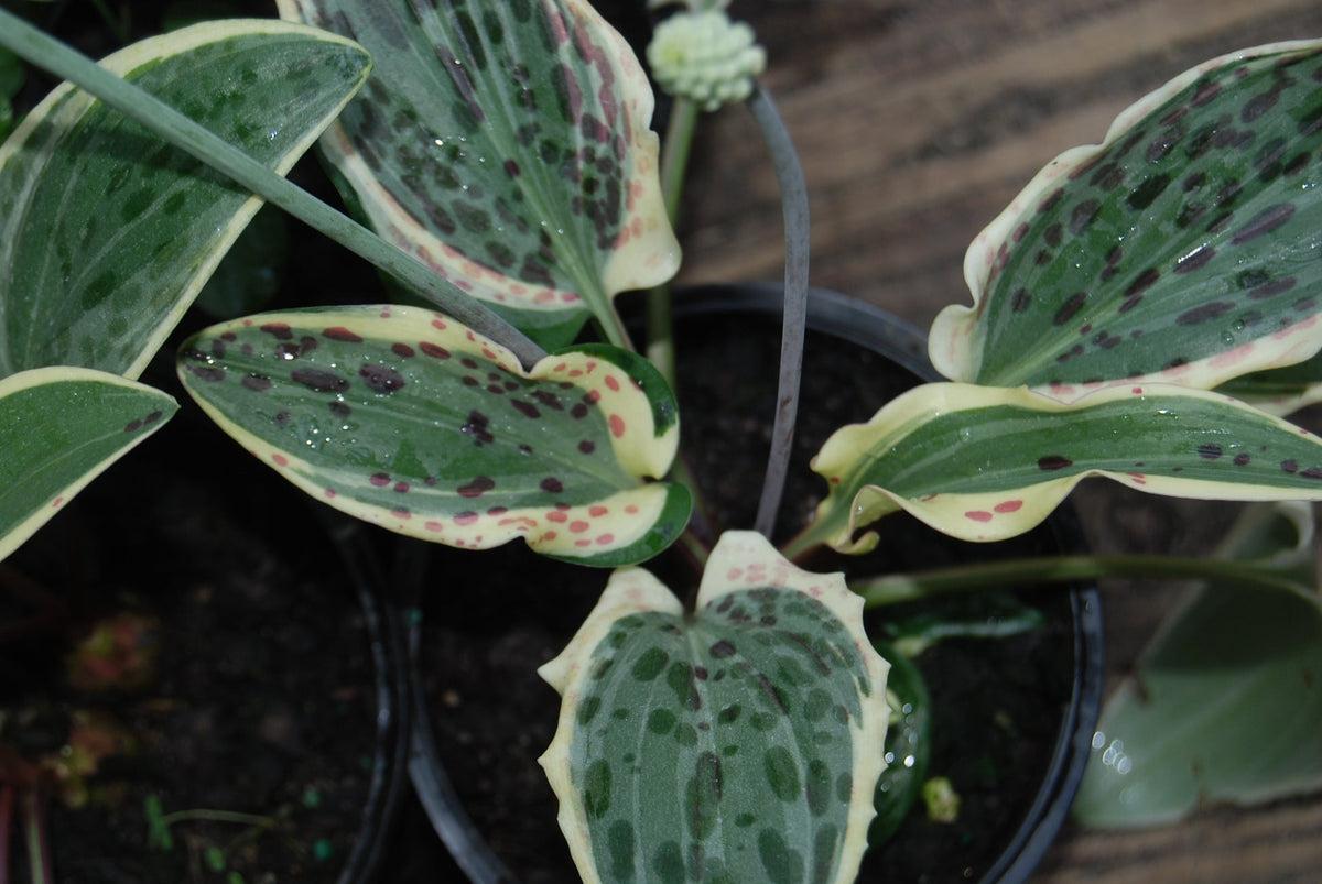Drimiopsis Indica (Ledebouria Maculata)