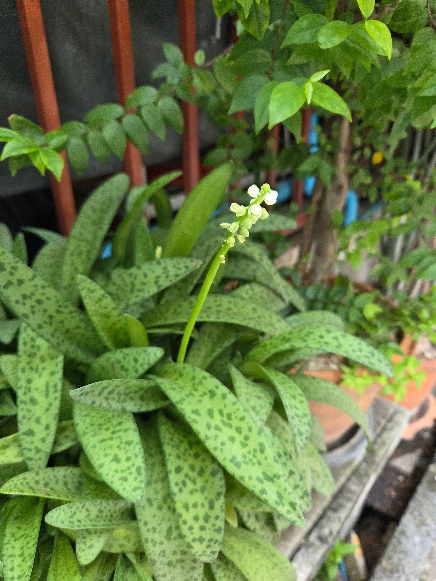 Drimiopsis Indica (Ledebouria Maculata)