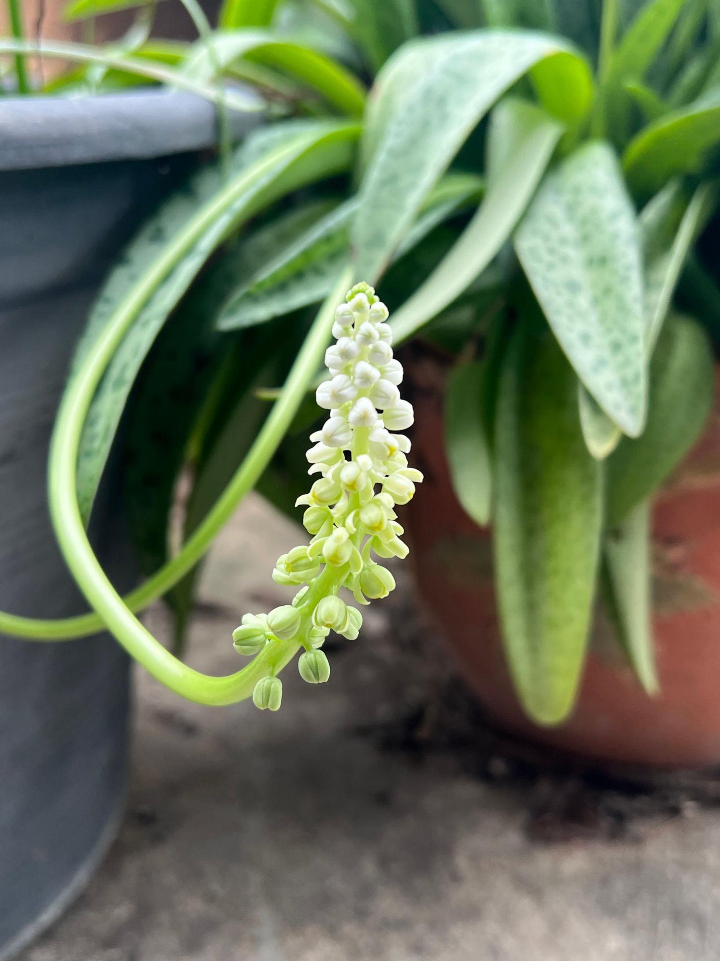 Drimiopsis Indica (Ledebouria Maculata)