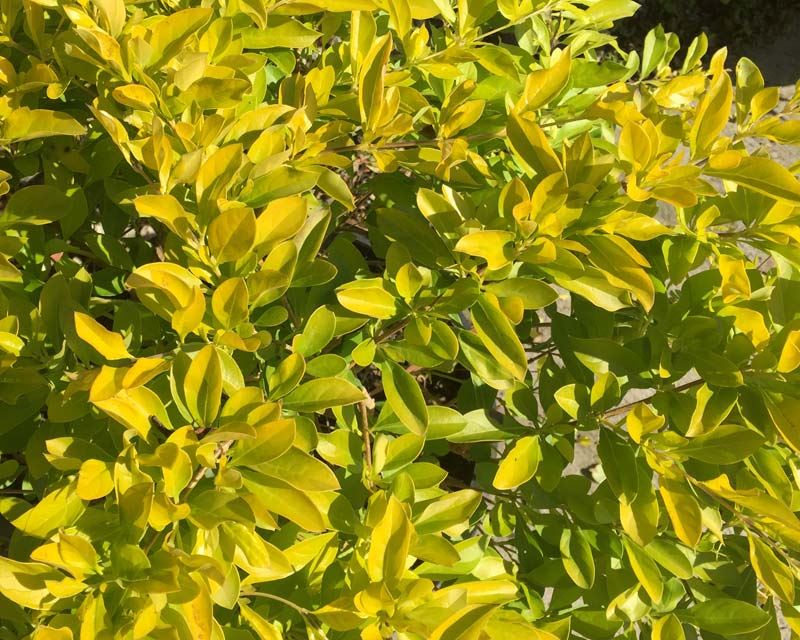Duranta erecta ‘Sheena’s Gold’ (Golden Duranta)