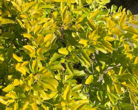 Duranta erecta ‘Sheena’s Gold’ (Golden Duranta)