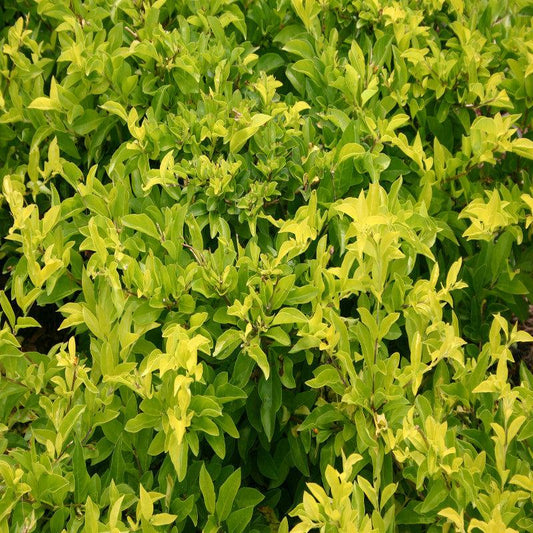 Duranta Erecta 'Gold' (Golden Duranta)