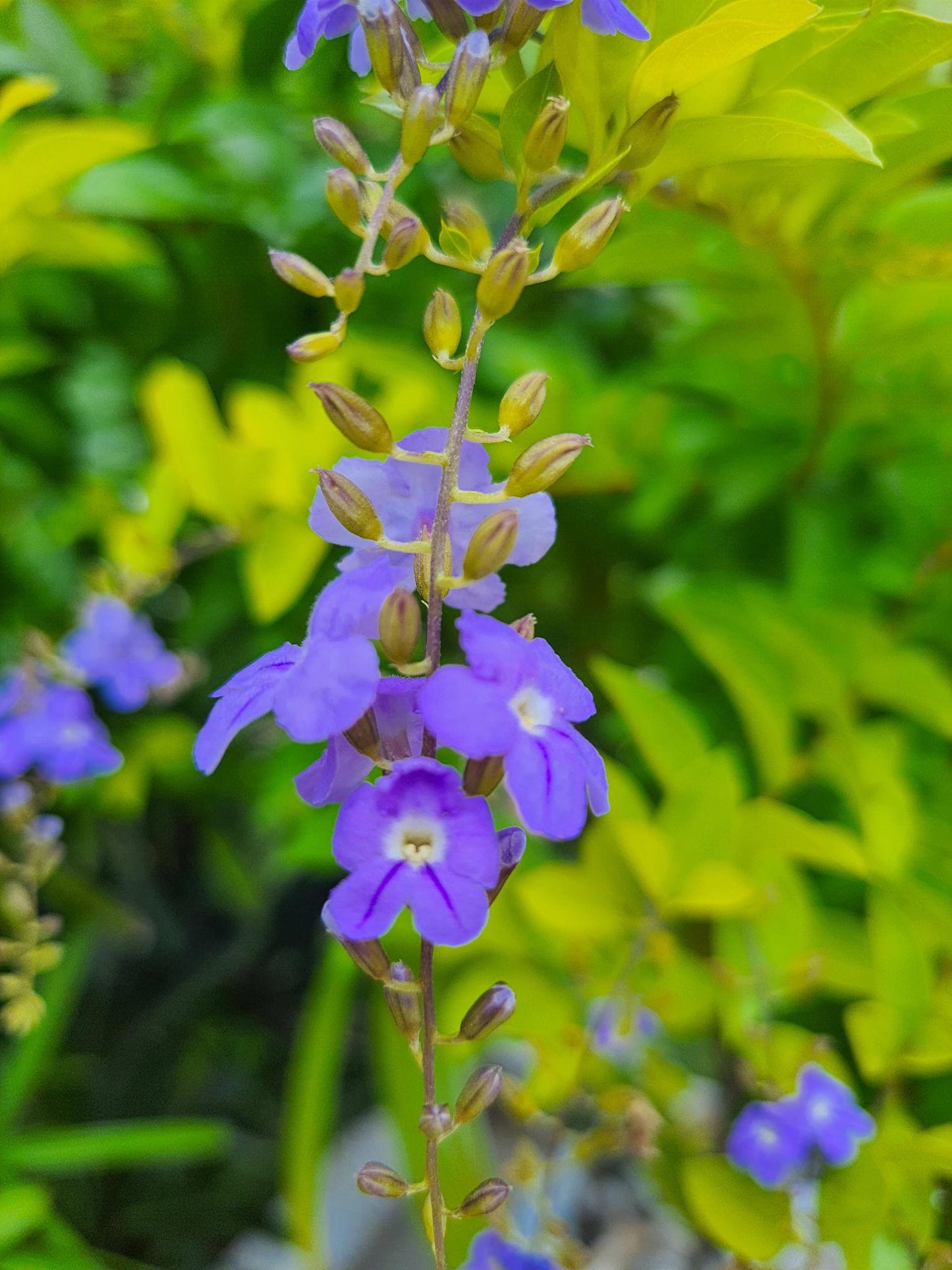 Duranta Erecta 'Sheena's Gold' (Golden Dewdrop)