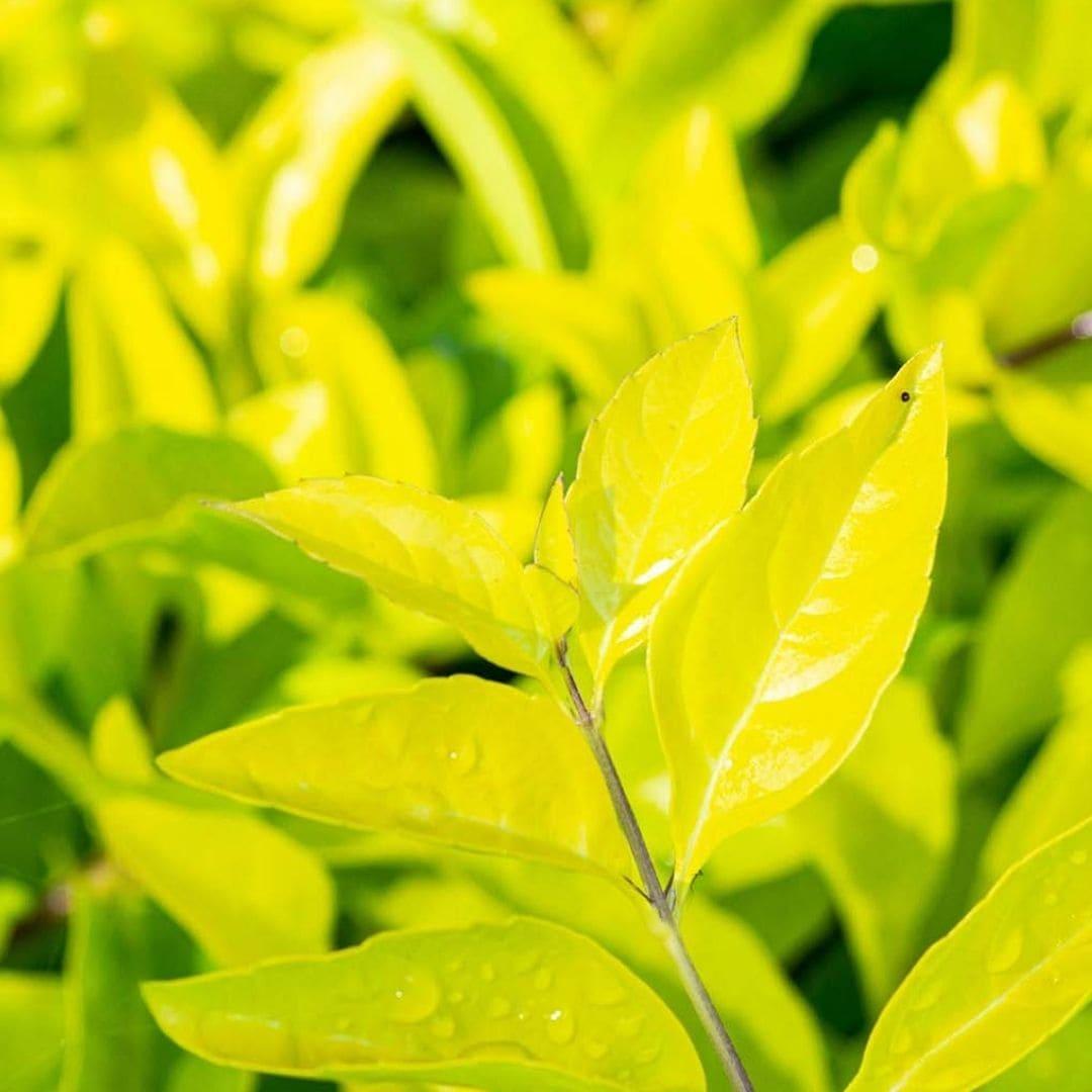 Duranta Erecta 'Sheena's Gold' (Golden Dewdrop)